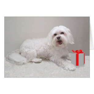 Weißer Kleiner Hund (Maltese) Rettung