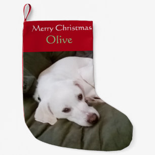 Weißer Labrador Mix Niedlicher Hund Kleiner Weihnachtsstrumpf