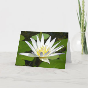 Weißer Lotos-Blumen-Karte Karte