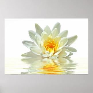 weißer Lotus, der im Wasser schwimmt Poster