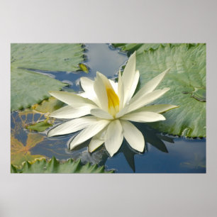 Weißer Lotus Poster