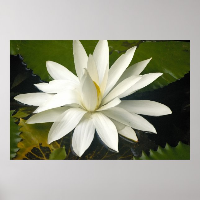 Weißer Lotus Poster (Vorne)