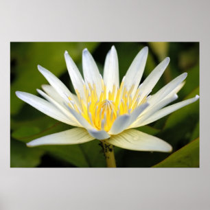 Weißer Lotus Poster