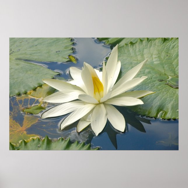 Weißer Lotus Poster (Vorne)