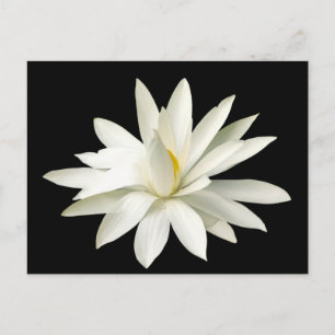 Weißer Lotus Postkarte