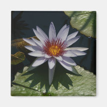 Weißer Lotus-Wasserlilie-Magnet
