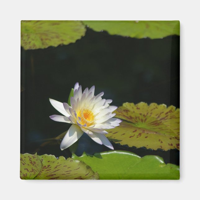 Weißer Lotus-Wasserlilie-Magnet Magnet (Vorne)