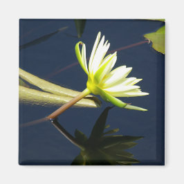 Weißer Lotus-Wasserlilie-Magnet Magnet
