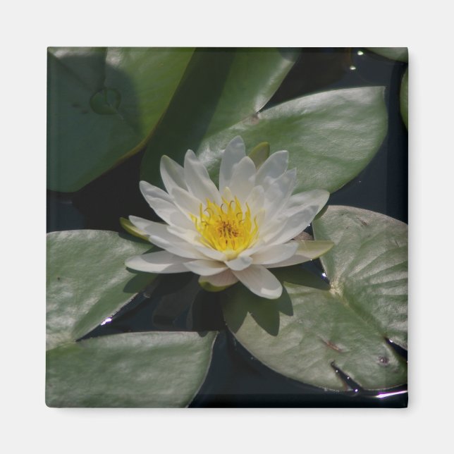 Weißer Lotus-Wasserlilie-Magnet Magnet (Vorne)