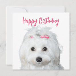 Weißer Malteser Tender Süße Feiertagskarte