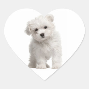 Weißer Malteser-Welpen-Hund-Herz-Aufkleber / Etike Herz-Aufkleber