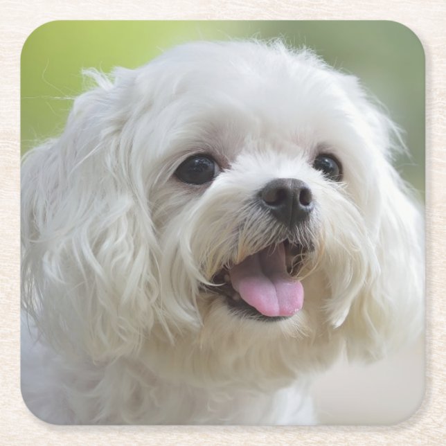 Weißer maltesischer Hund Rechteckiger Pappuntersetzer (Vorderseite)