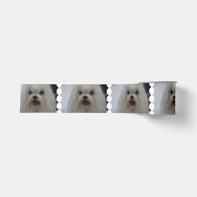 Weißer maltesischer Hund Ripsband (Vorderseite)