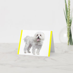 Weißer maltesischer Welpenhund Gelber Notecard Karte
