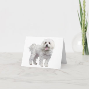 Weißer maltesischer Welpenhund - Notecard/Karte Karte