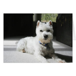Weißer Miniaturschnauzer, leere Karte