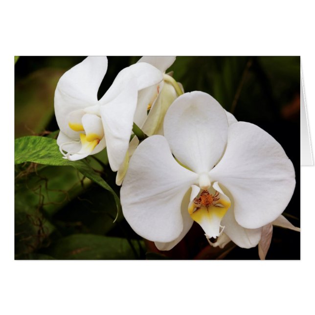 Weißer Mond Orchid (Phalaenopsis Aphrodite) (Vorderseite (Horizontal))