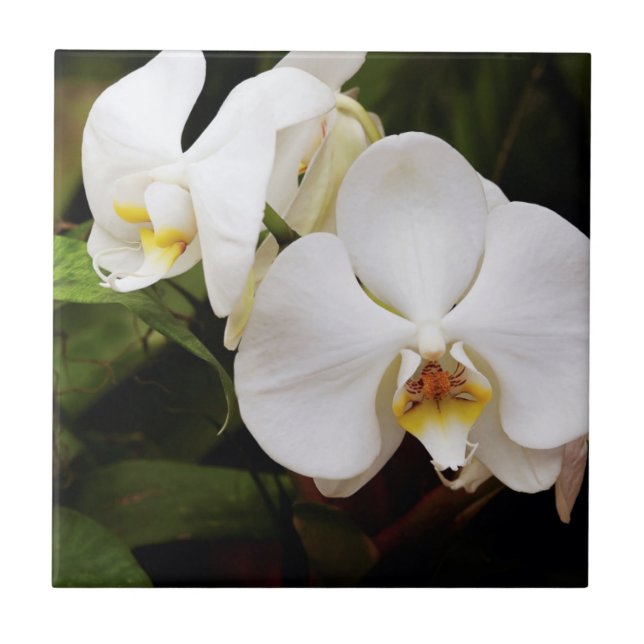 Weißer Mondorchid (Phalaenopsis Aphrodite) Fliese (Vorderseite)