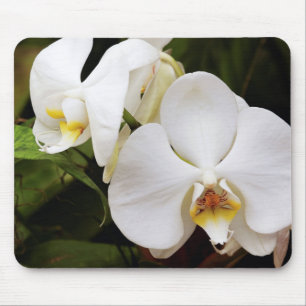 Weißer Mondorchid (Phalaenopsis Aphrodite) Mousepad