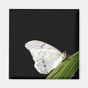 Weißer Morpho-Schmetterling Magnet