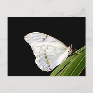 Weißer Morpho-Schmetterling Postkarte