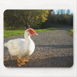 Weißer Muscovy-Ente Drake Mousepad
