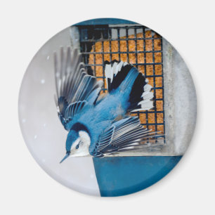 Weißer Nacktfisch im Schnee - Original Foto Magnet