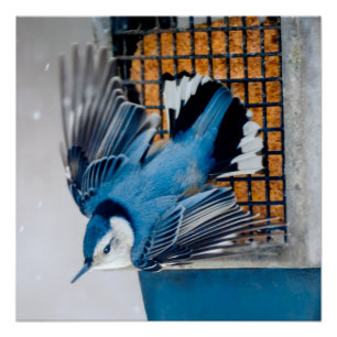 Weißer Nacktfisch im Schnee - Original Foto Poster