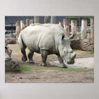 Weißer Nördlicher Rhinos gefährdet