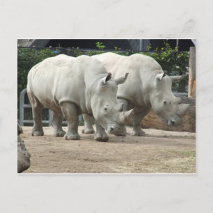 Weißer Nördlicher Rhinos gefährdet Postkarte