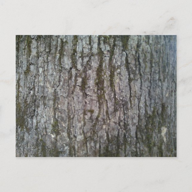 Weißer Oak Tree Bark Postkarte (Vorderseite)