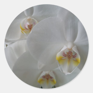 Weißer Orchid auf einem Aufkleber