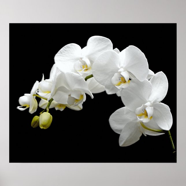 Weißer Orchid Blossom Poster (Vorne)