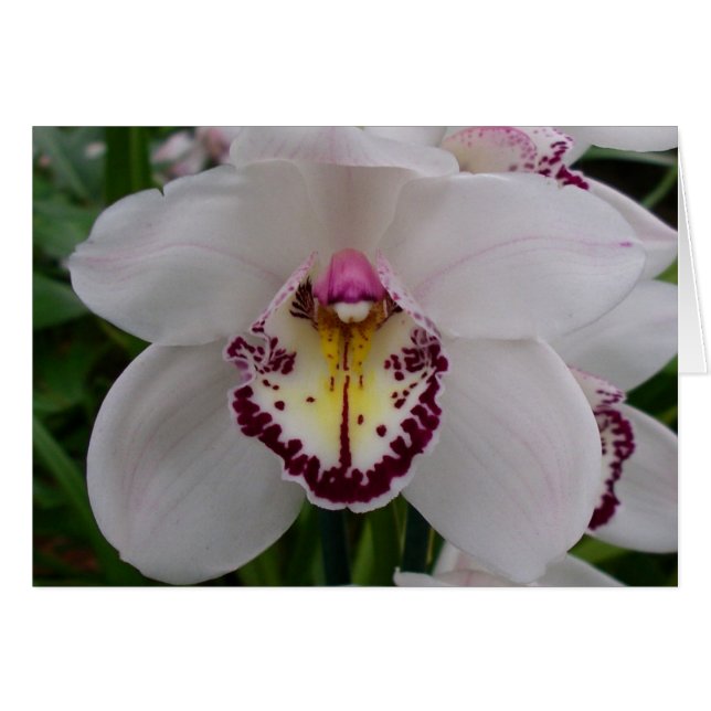 Weißer Orchid II Elegant (Vorderseite (Horizontal))