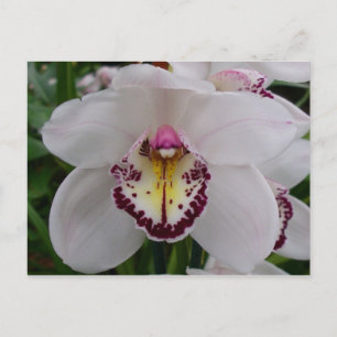 Weißer Orchid II Elegant Postkarte