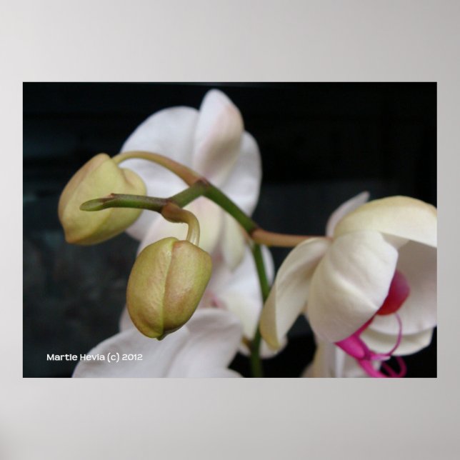 Weißer Orchid Poster (Vorne)