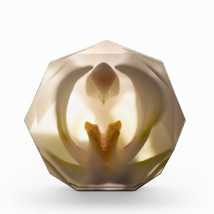 Weißer Orchid-Print-Foto Fotoblock