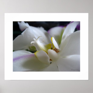 Weißer Orchidee8 Phalaenopsis-Plakat-Kunst-Druck Poster