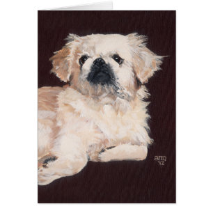 Weißer Pekingese-Hund