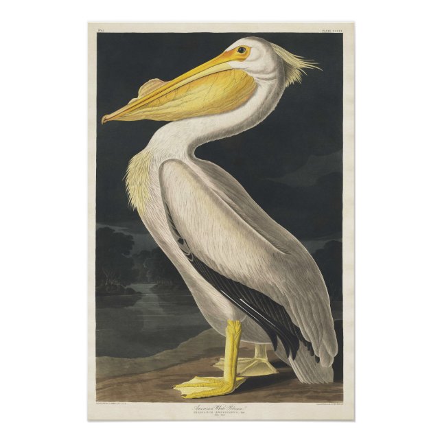 Weißer Pelikan Poster (Vorderseite)