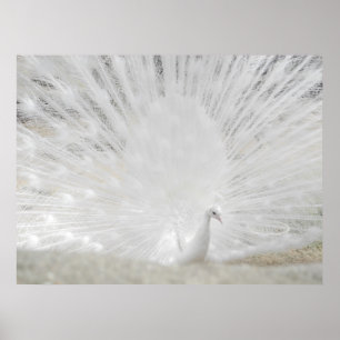 Weißer Pfau, fantastische Fotografie Poster