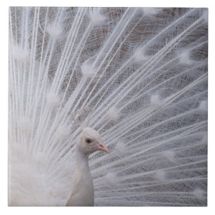 Weißer Pfau Fliese
