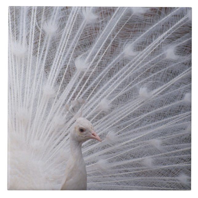 Weißer Pfau Fliese (Vorderseite)