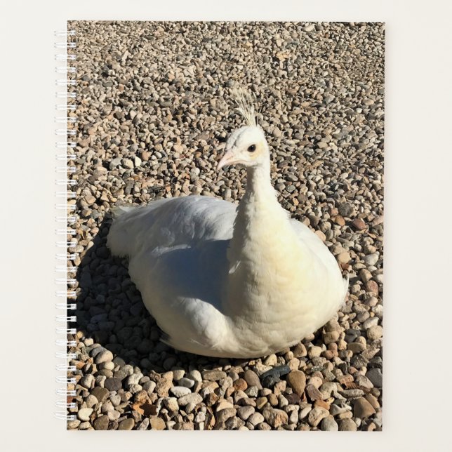 Weißer Pfau, Idaho Planer (Vorderseite)