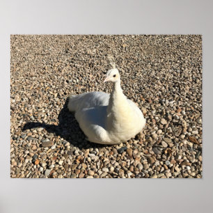 Weißer Pfau, Idaho Poster