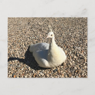 Weißer Pfau, Idaho Postkarte
