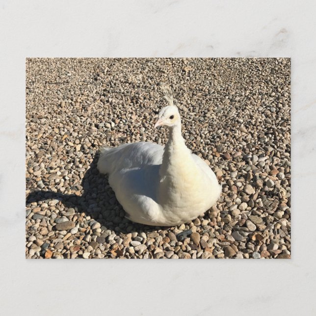 Weißer Pfau, Idaho Postkarte (Vorderseite)