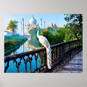 Weißer Pfau mit Blick auf den Taj Mahal Poster