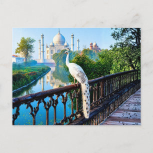 Weißer Pfau mit Blick auf den Taj Mahal Postkarte
