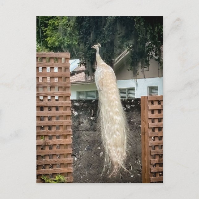 Weißer Pfau Postkarte (Vorderseite)